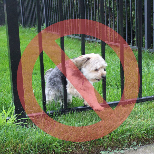 Dog going outlet under fence