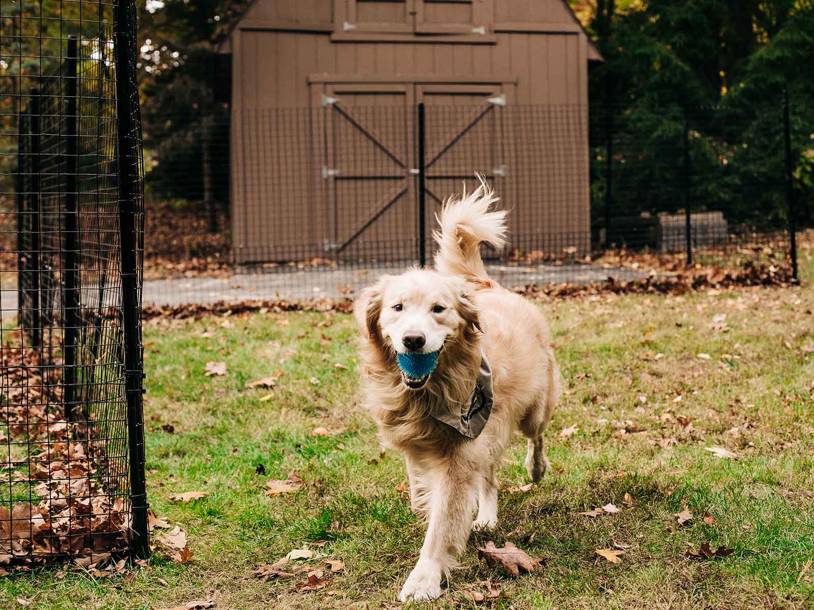 Dog proofer shop