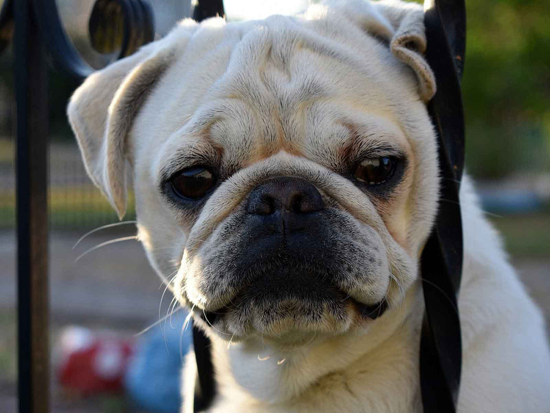 Dog keeps escaping sales yard