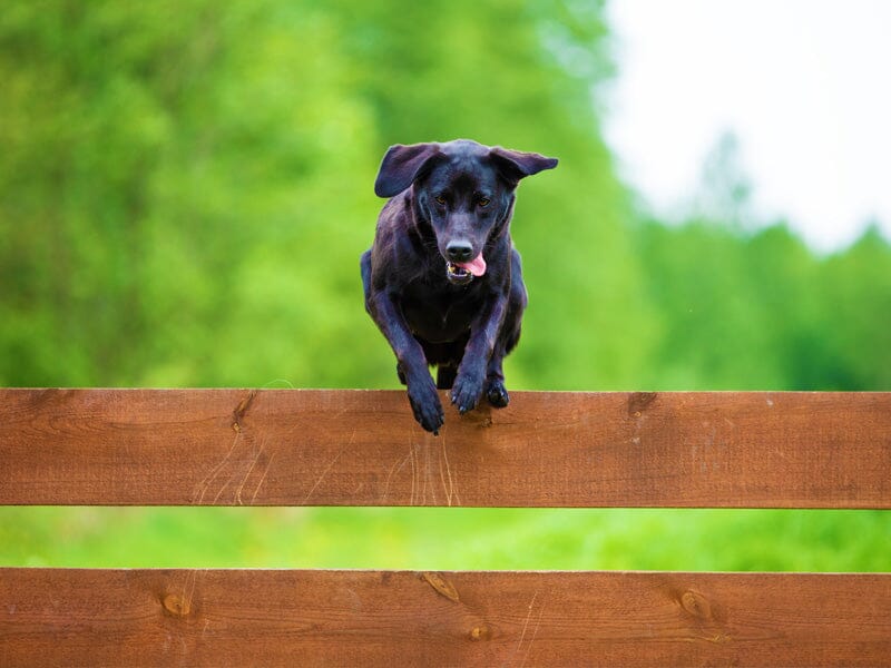 How Do Dogs Jump Over Or Climb Your Fence? | Dog Proofer