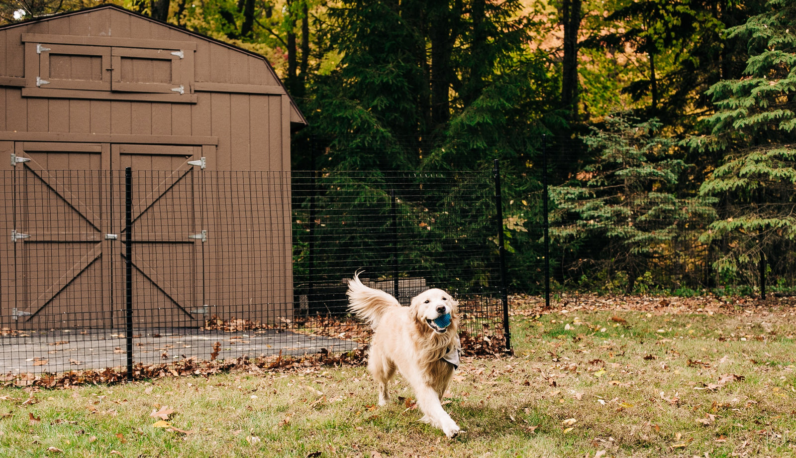 Dog fence outdoor hotsell