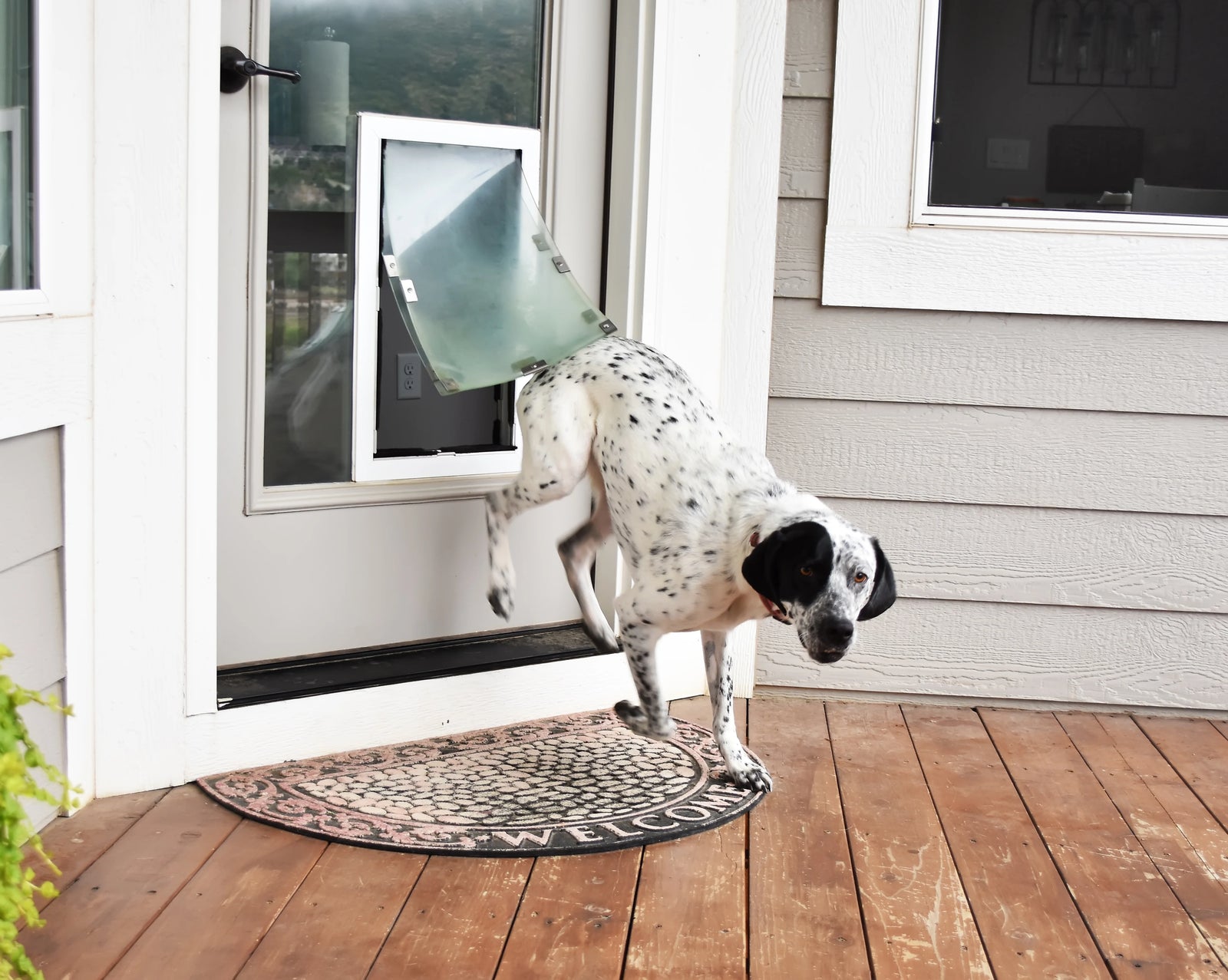 Giant dog doors best sale