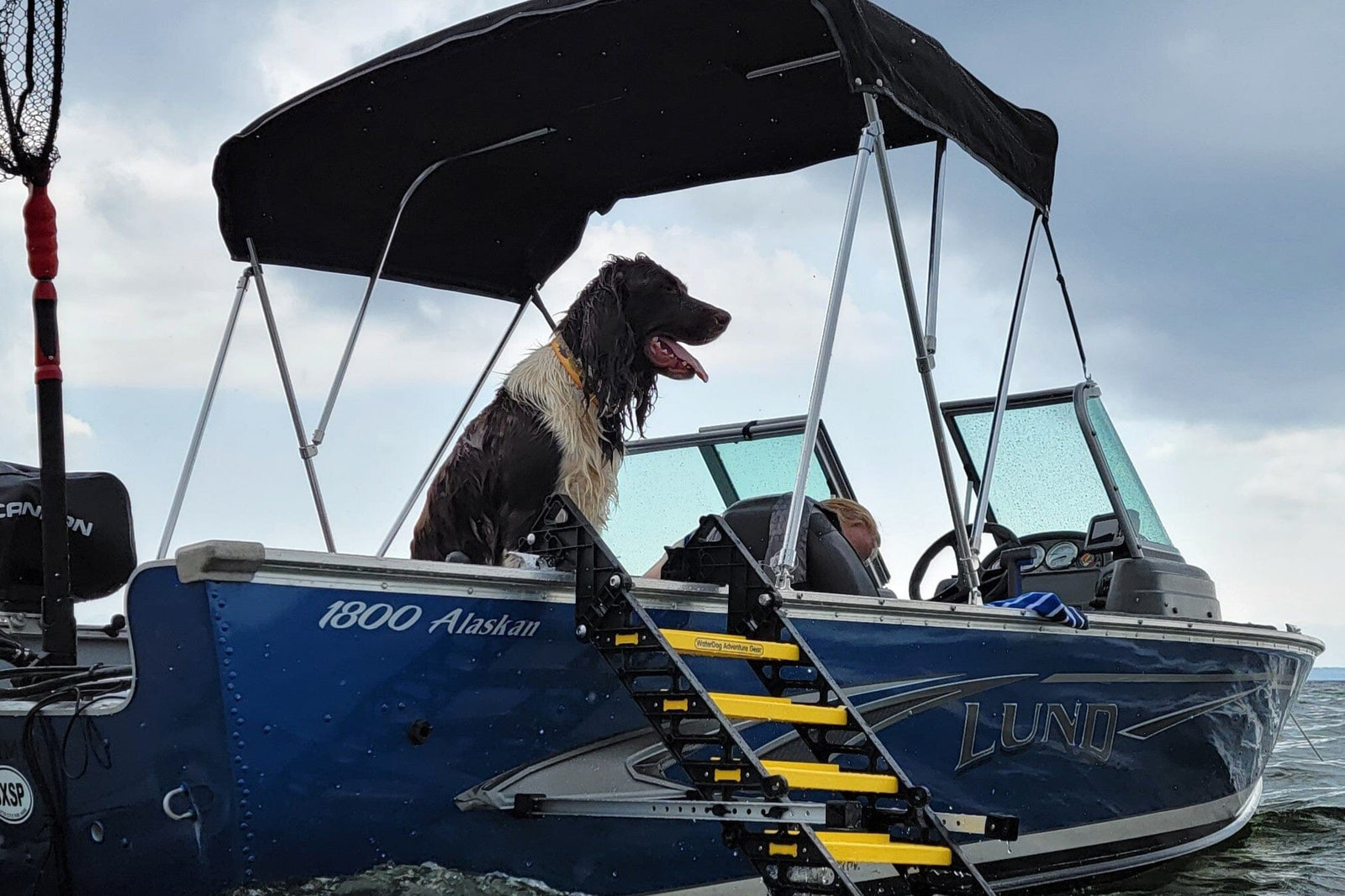 Water Ladders for Dogs Dog Proofer