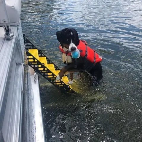 Homemade dog boat ladder best sale