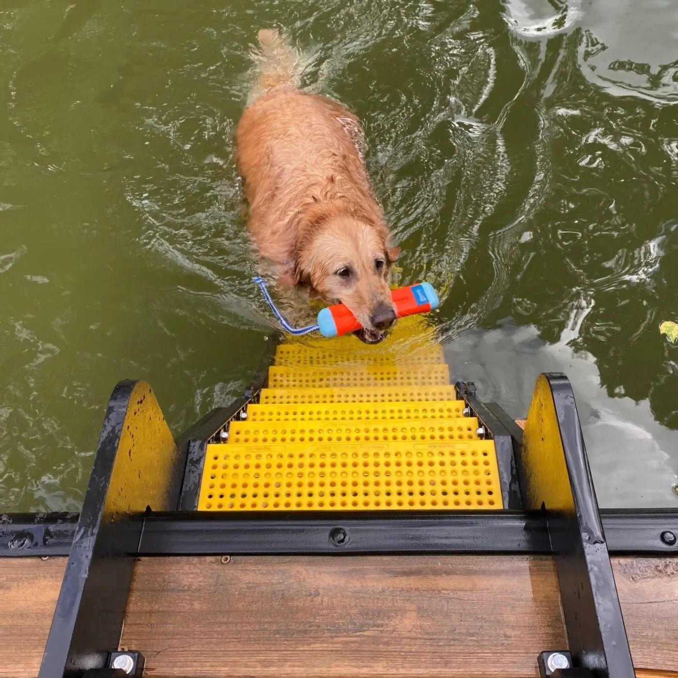 Water Ladders for Dogs Dog Proofer