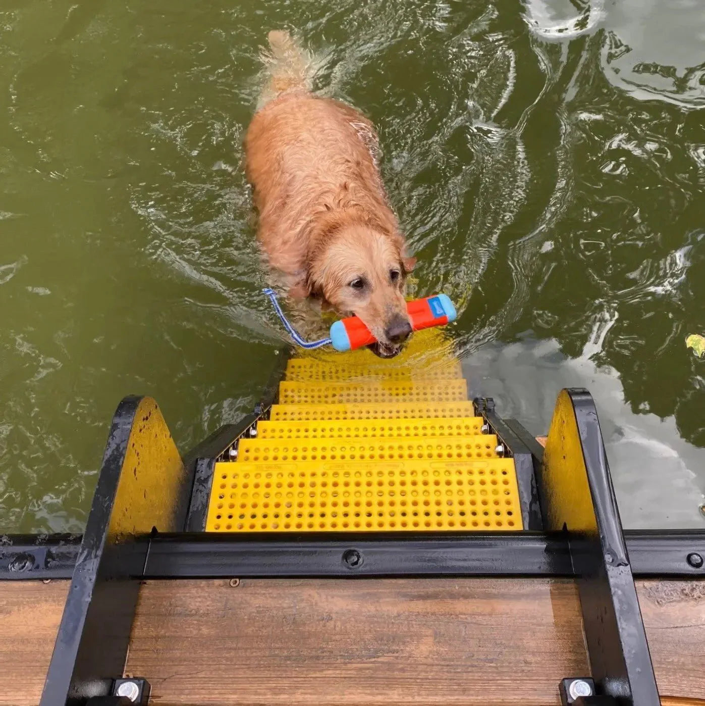 Dock Dog Ladder PYP