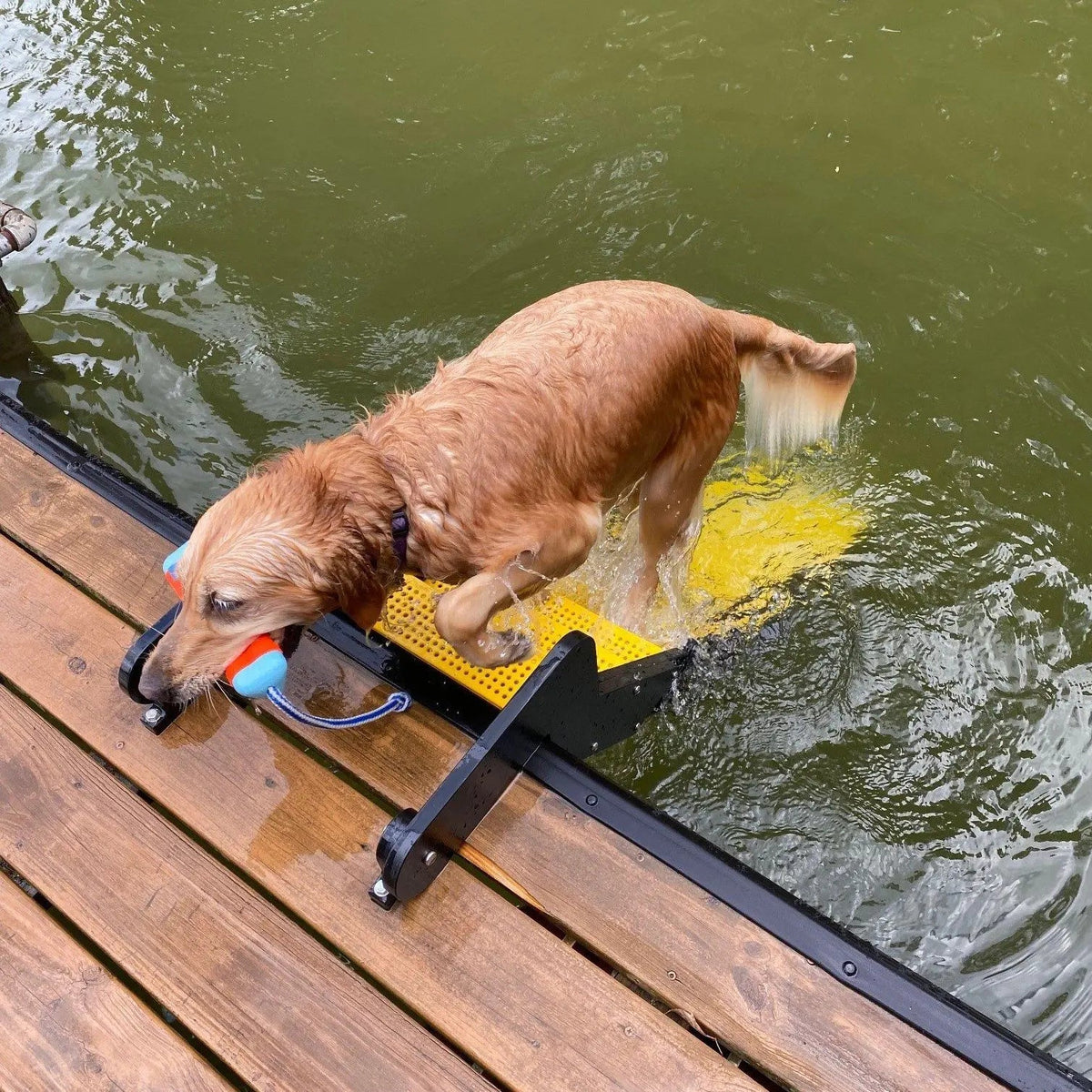 Dock Dog Ladder PYP