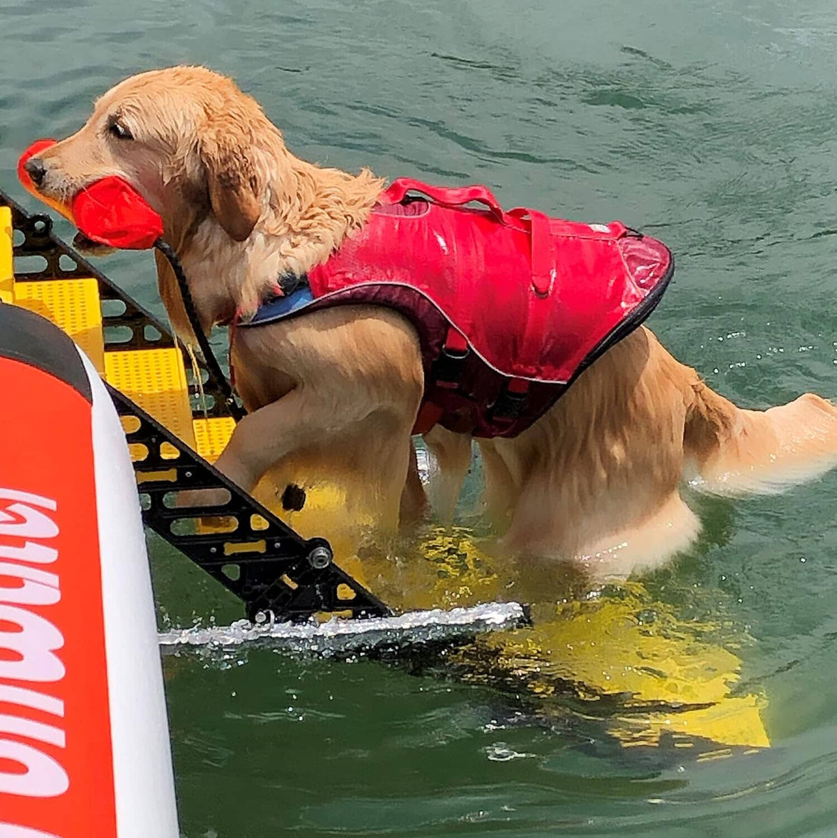 Pontoon Boat Dog Ladder PYP