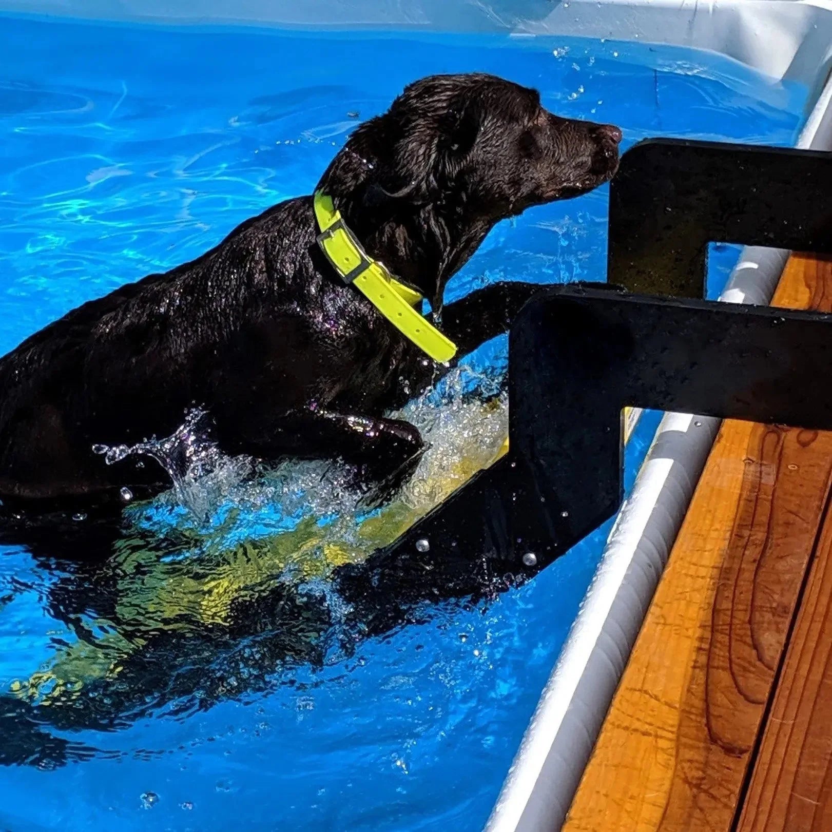 Pool Dog Ladder PYP