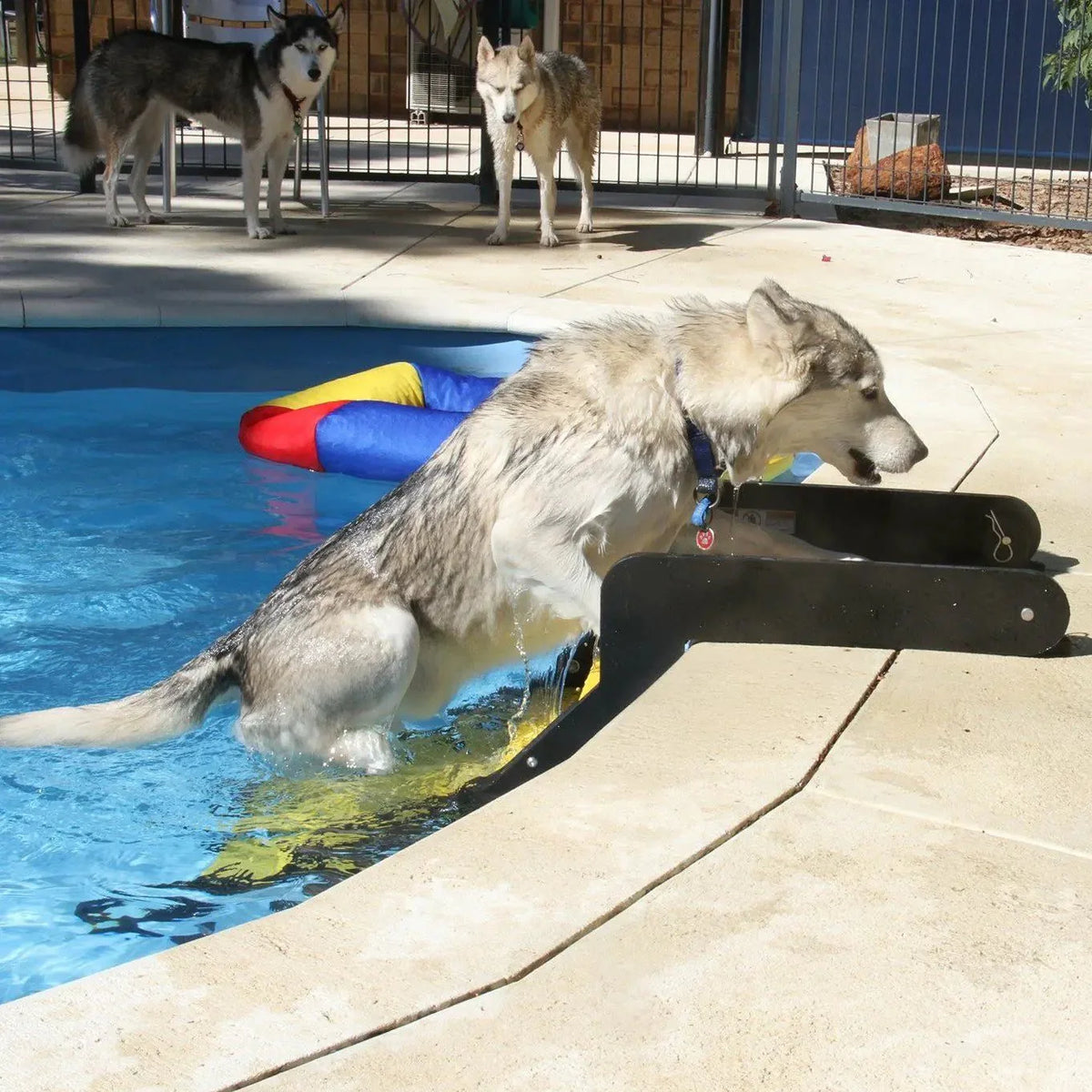 Pool Dog Ladder PYP