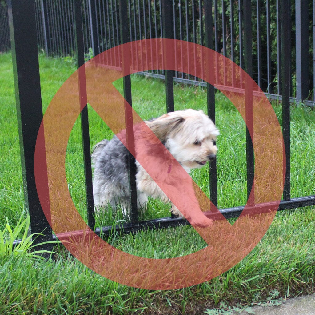 Should I Choose an Invisible Fence or Physical Fence for My Dog
